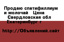 Продаю спатифиллиум и молочай › Цена ­ 100 - Свердловская обл., Екатеринбург г.  »    